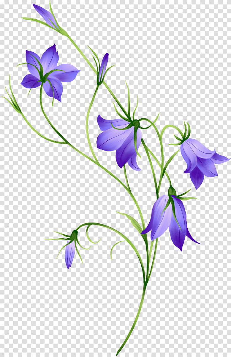 Drawing Of Family, Flower, Bellflowers, Cut Flowers, Floral Design, Bellflower Family, Plant, Violet transparent background PNG clipart