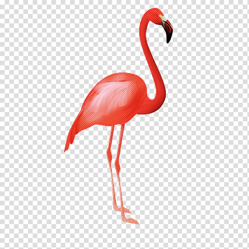 Flamingo Silhouette, Flamenco, Dance, Drawing, Greater Flamingo, Phoenicopterus, Bird, Water Bird transparent background PNG clipart