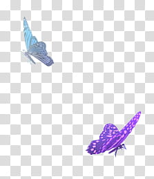 , gray and purple butterflies transparent background PNG clipart