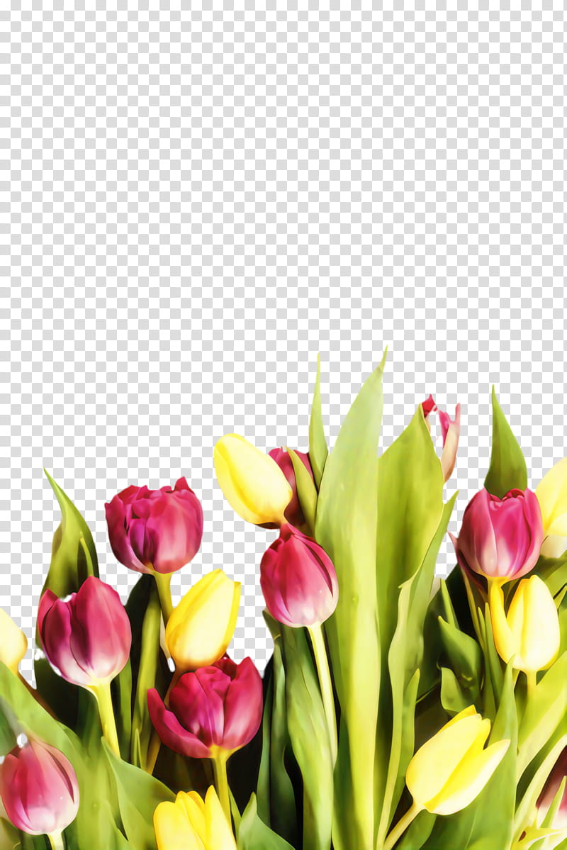 Floral Spring Flowers, Tulip, Blossom, Desktop , Cut Flowers, Rose, Floral Design, Poster transparent background PNG clipart