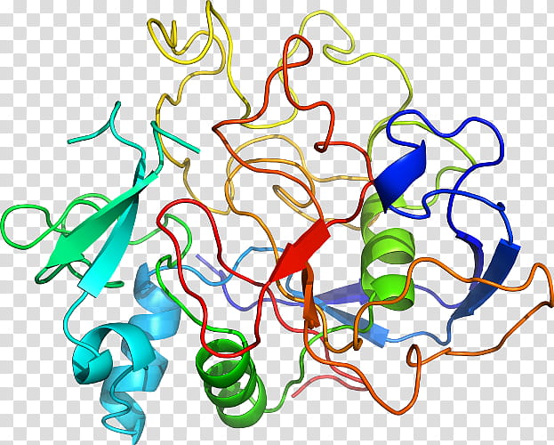 Sulfatase Text, Gene, Protein, Enzyme, Catalysis, Steroid Sulfatase, Cysteine, Phenotype transparent background PNG clipart