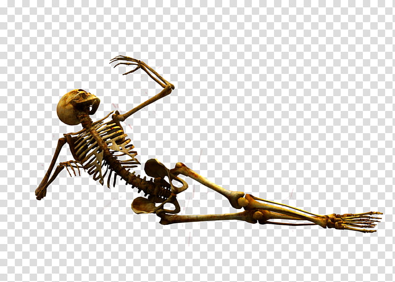 E S Bones II, lying on floor skeleton transparent background PNG clipart
