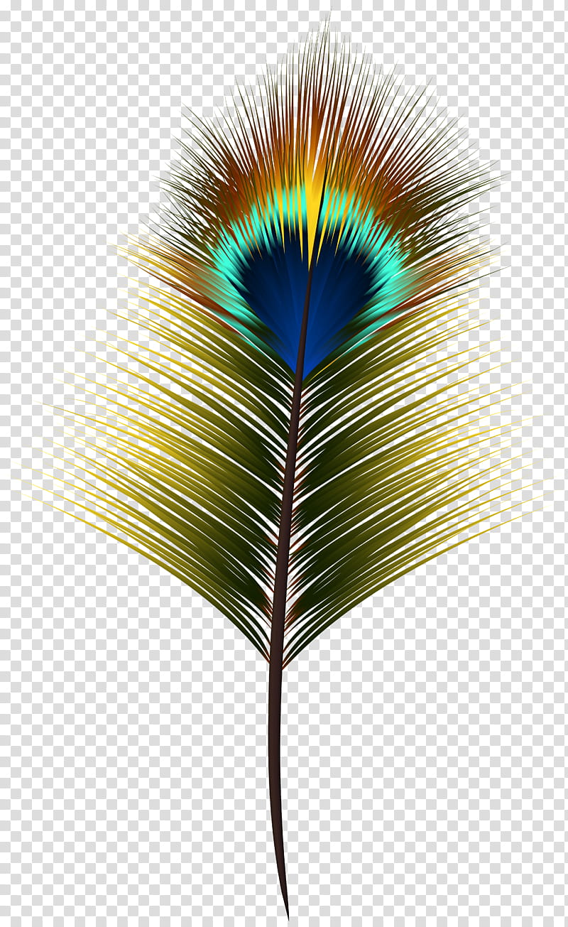 Palm Tree Drawing, Peafowl, Feather, Art Museum, Feather, Leaf, Plant, Natural Material transparent background PNG clipart