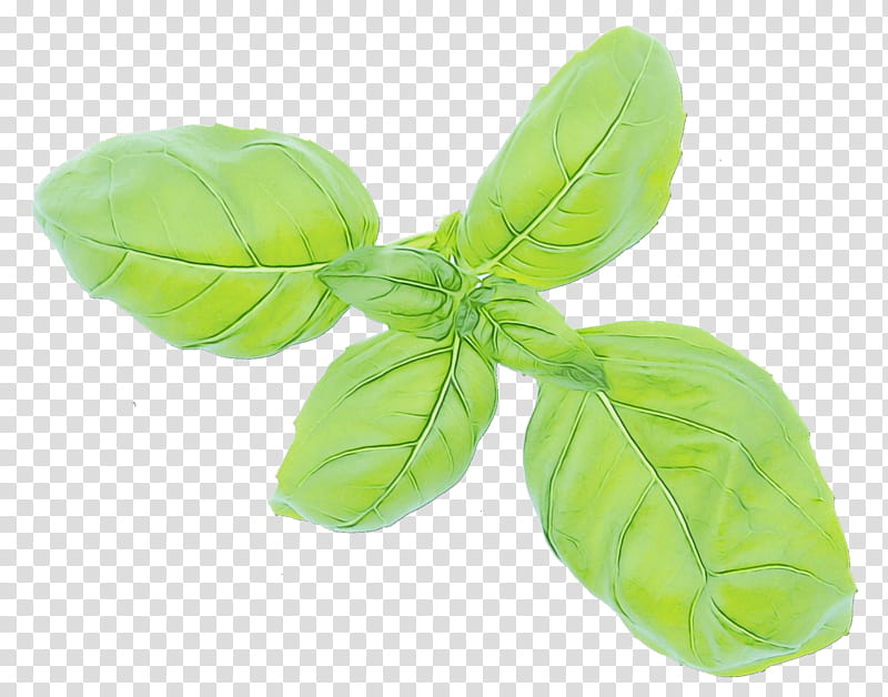 Green Leaf, Basil, Plant, Flower, Vegetable, Food, Ocimum, Herb transparent background PNG clipart