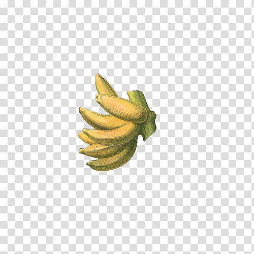 Fruit, yellow bananas transparent background PNG clipart