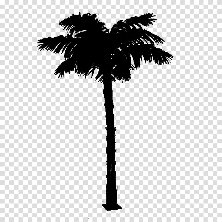 Palm Tree Silhouette, Asian Palmyra Palm, Black White M, Date Palm ...