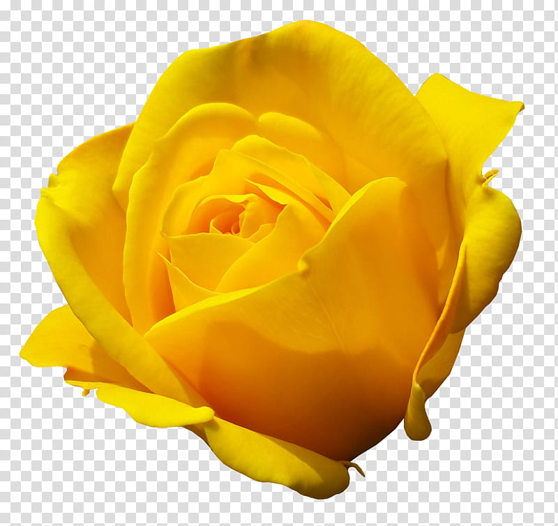 RENDERS Flowers, yellow rose illlustration transparent background PNG clipart