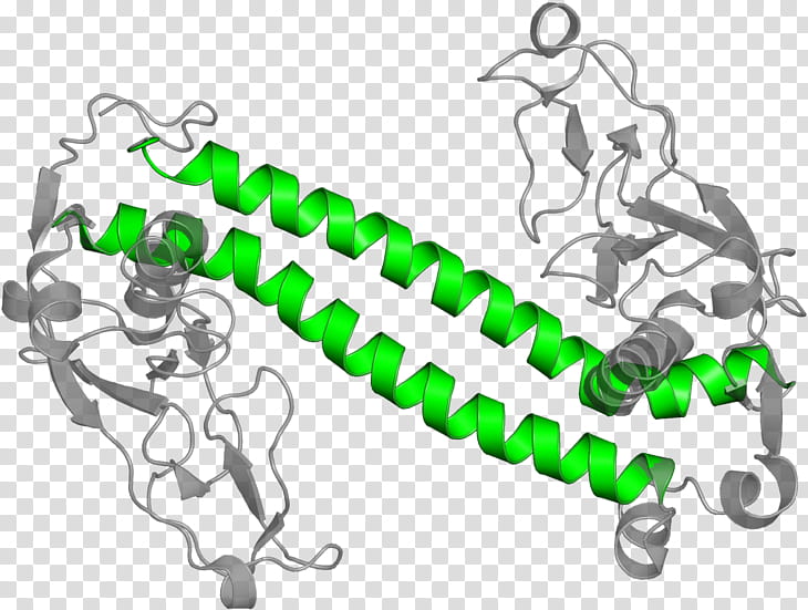 Ap1 Transcription Factor Green, Body Jewellery, Line, Span And Div, Chain transparent background PNG clipart