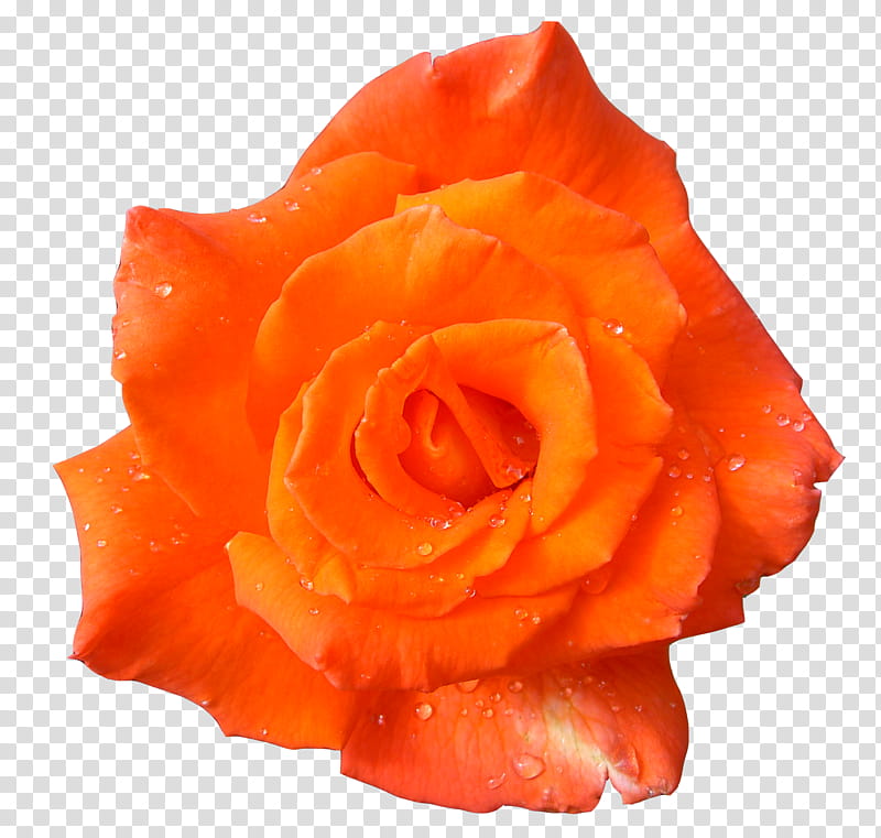 flowers format, orange rose in bloom transparent background PNG clipart