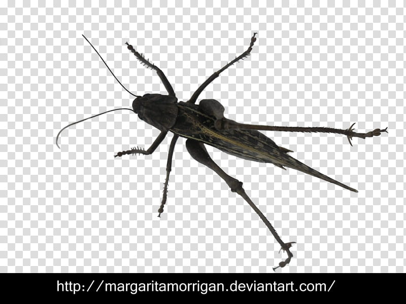 grasshopper, black grasshopper transparent background PNG clipart