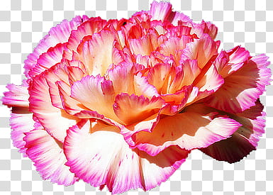 Carnation , beige-and-pink-petaled flower transparent background PNG clipart