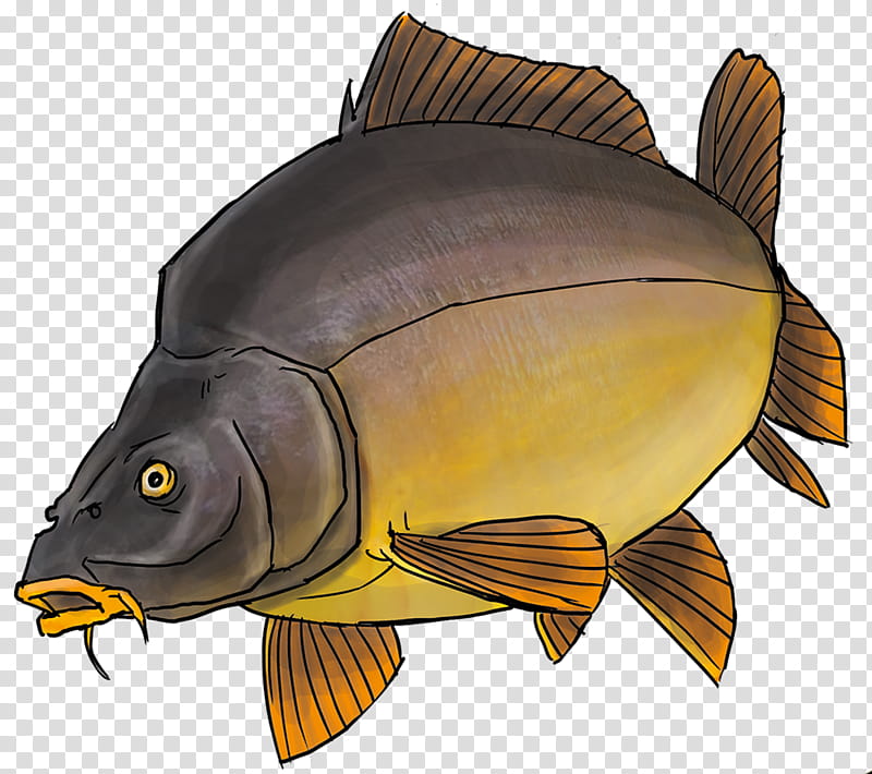 Fishing, Koi, Northern Pike, Carp, Rayfinned Fishes, Goldfish, Carp Fishing, Mirror Carp transparent background PNG clipart