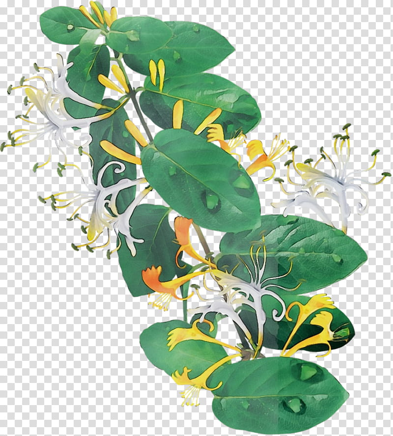 flower plant leaf japanese honeysuckle houseplant, Watercolor, Paint, Wet Ink, Honeysuckle Family transparent background PNG clipart