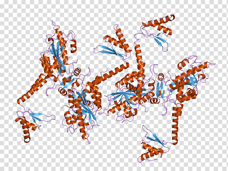 Ribonuclease Text, Enzyme, Polyadenylation, Human, Animal, Creativity, Line, Area transparent background PNG clipart