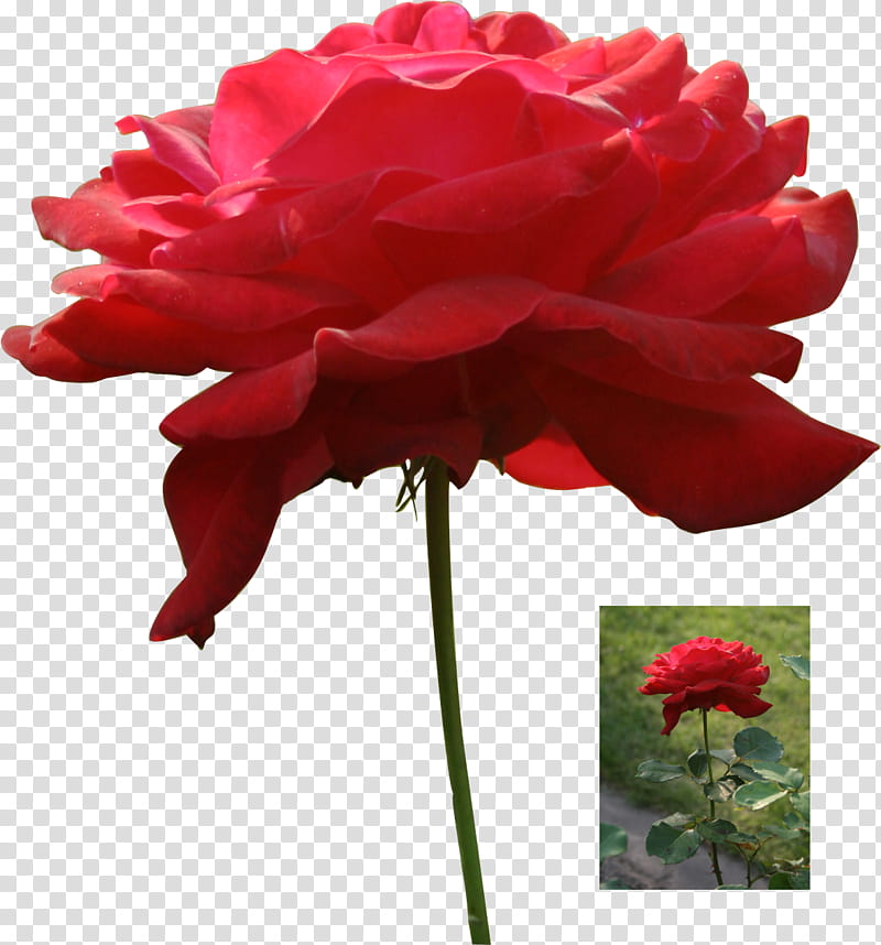 red rose laterally precut, red flower collage transparent background PNG clipart