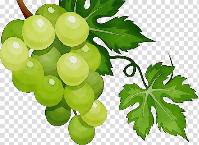 grape grape leaves seedless fruit grapevine family plant, Watercolor, Paint, Wet Ink, Leaf, Vitis, Food, Flowering Plant transparent background PNG clipart