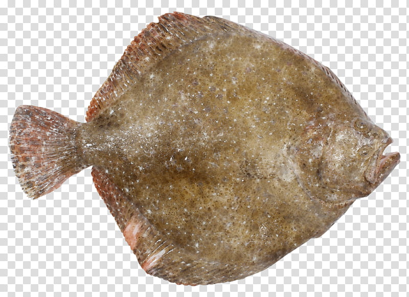 fish flatfish sole fish flounder, Watercolor, Paint, Wet Ink transparent background PNG clipart