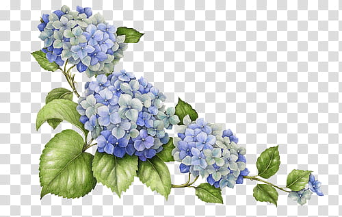 Hydrangeas, purple petaled flowerrs transparent background PNG clipart