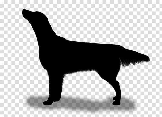 Golden Retriever, Flatcoated Retriever, Labrador Retriever, Puppy, Snout, Breed, Silhouette, Dog transparent background PNG clipart