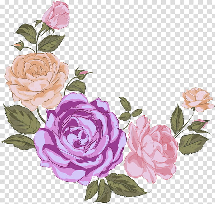 Garden roses, Flower, Pink, Rose Family, Plant, Flowering Plant, Prickly Rose transparent background PNG clipart