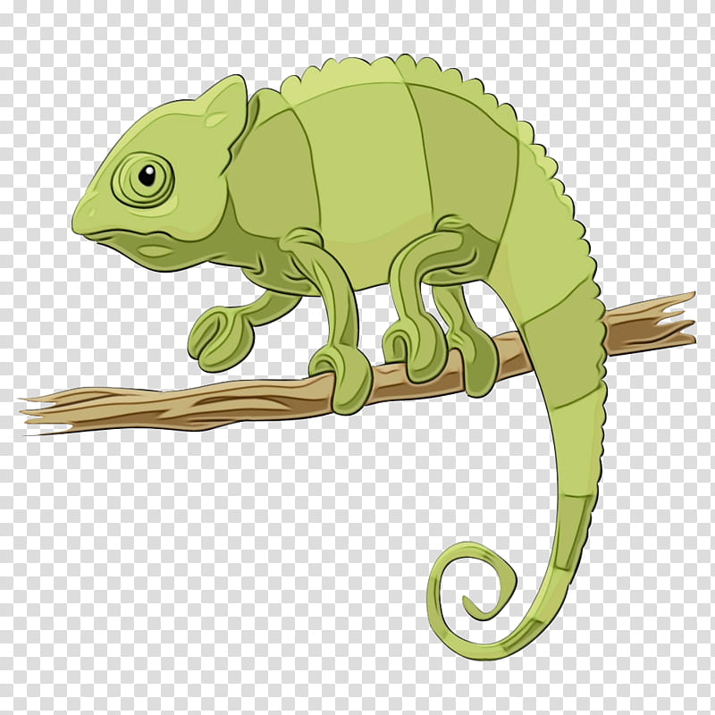 chameleon iguania lizard reptile common chameleon, Watercolor, Paint, Wet Ink, Scaled Reptile, Cartoon, Iguana, Iguanidae transparent background PNG clipart