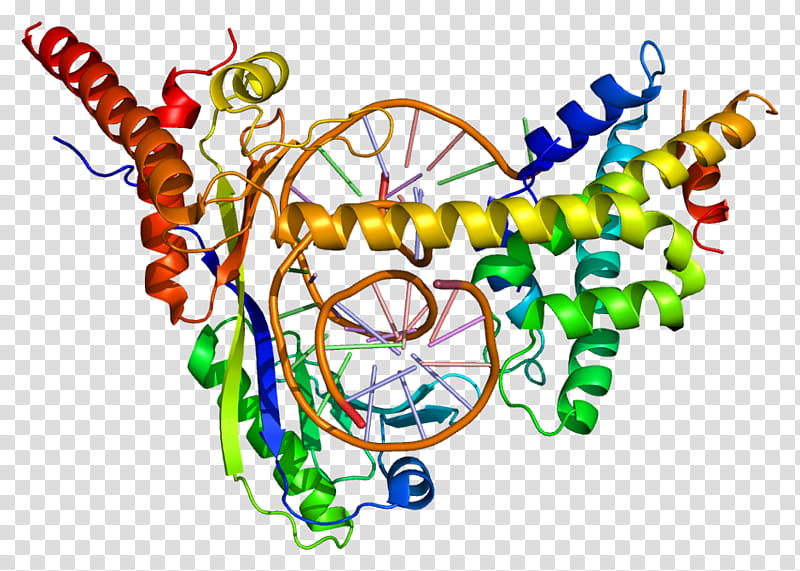 Drap1 Line, Dr1, Repressor, Histone, Protein, Tatabinding Protein, Gene, Transcription transparent background PNG clipart