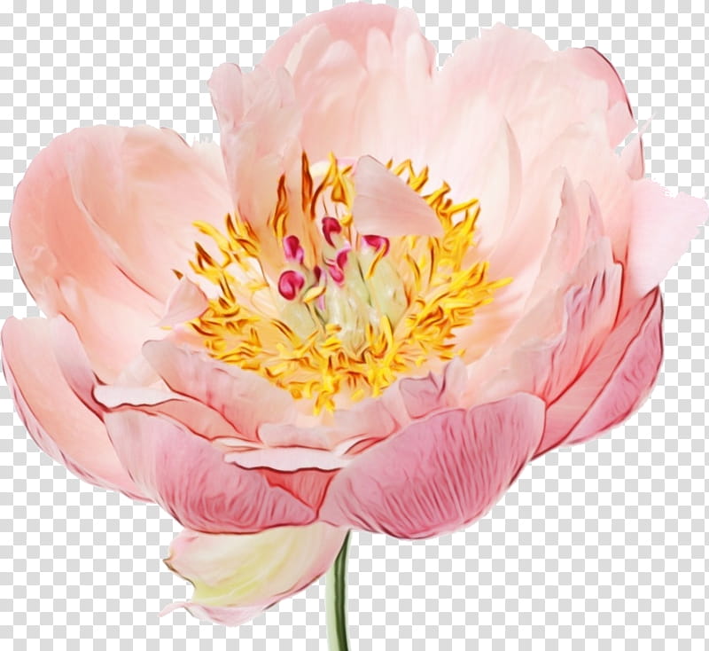 Pink Flowers, Peony, Garden Roses, Cut Flowers, Flower Bouquet, Floral Design, Petal, Rose Rose Flowers transparent background PNG clipart