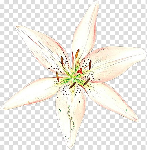 White Lily Flower, Cut Flowers, Lily M, Petal, Plant, Lily Family, Stargazer Lily, Crinum transparent background PNG clipart
