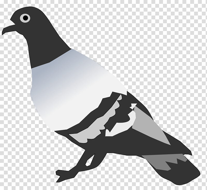 Dove Logo, Rock Dove, Pigeons And Doves, Bird, Animal, Typical Pigeons, Beak, Black And White transparent background PNG clipart