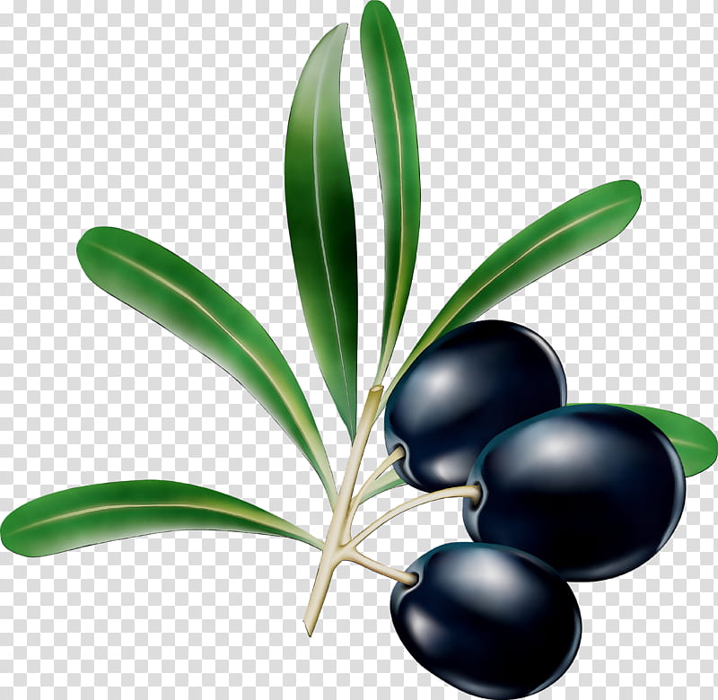 Olive Tree, Fruit, Plant, Leaf, Berry, Flower, Grass, Superfood transparent background PNG clipart