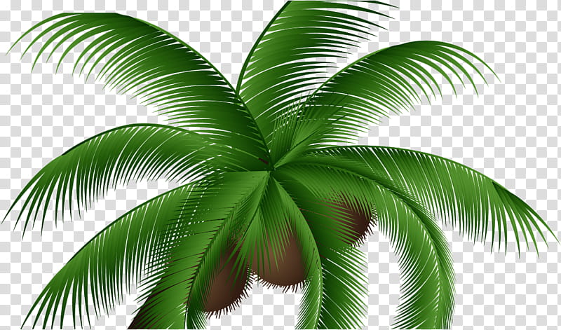 Date Tree Leaf, Coconut, Palm Trees, Coconut Water, Kerala, Roystonea Regia, Date Palm, Sabal Palm transparent background PNG clipart