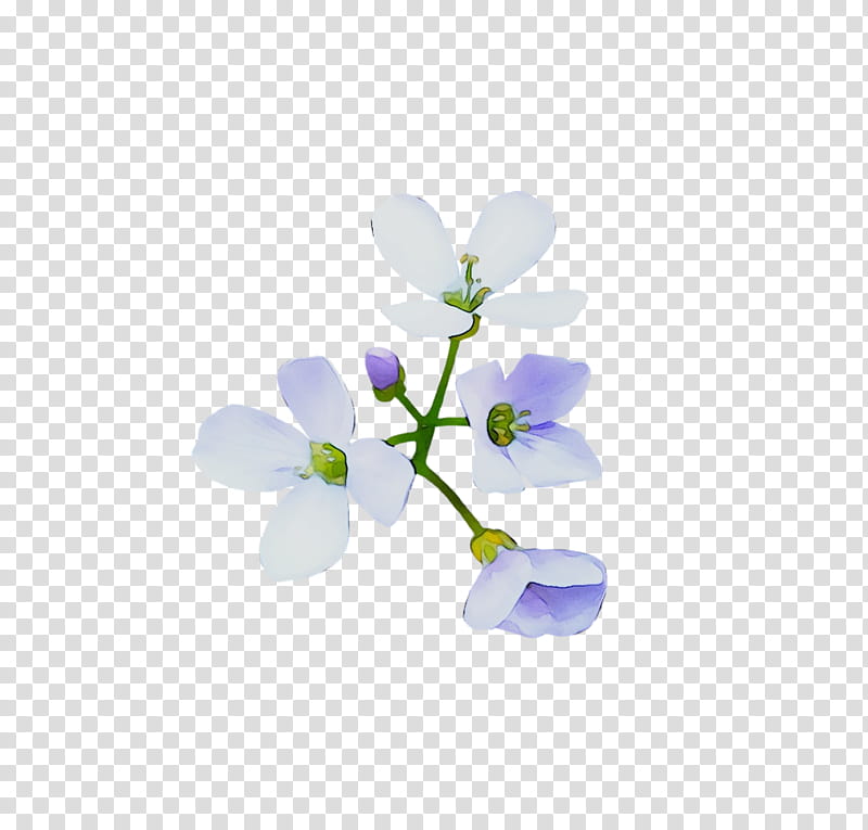 Orchid Flower, Computer, Plants, Violet, Purple, Petal, Moth Orchid, Bellflower transparent background PNG clipart