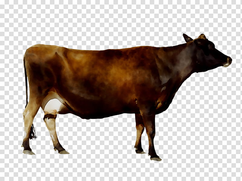 Girl, Dairy Cattle, Calf, Taurine Cattle, Live, Farm, Girl Shirt, Ear Tag transparent background PNG clipart