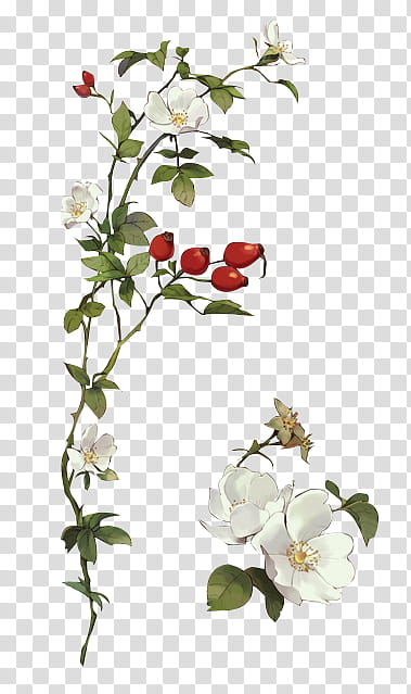 white rose flowers and rose hips transparent background PNG clipart