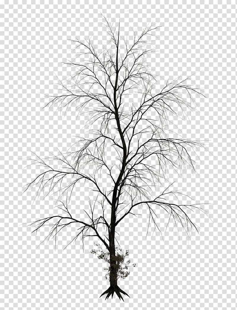 Dark Trees , black bare tree transparent background PNG clipart