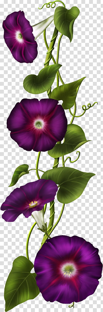 Drawing Of Family, Christian , Flower, Morning Glory, Floral Design, Flower Bouquet, Violet, Purple transparent background PNG clipart