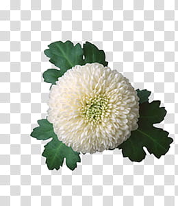 collection, white cluster petaled flower transparent background PNG clipart