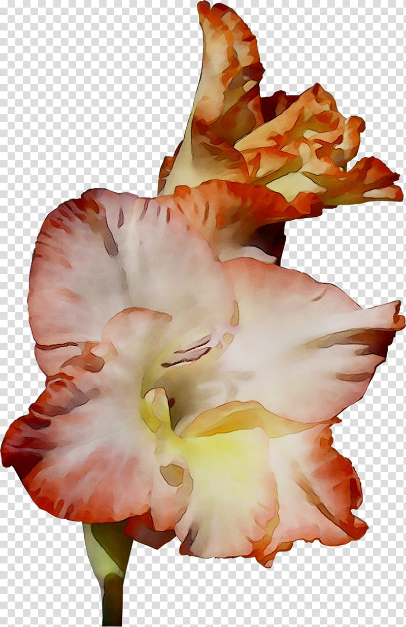 Lily Flower, Gladiolus, Amaryllis, Jersey Lily, Canna, Daylily, Belladonna, Petal transparent background PNG clipart