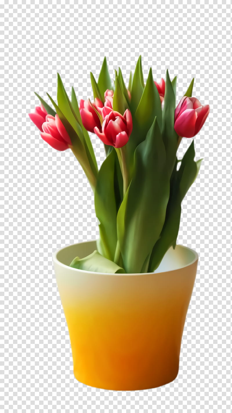 Lily Flower, Tulip, Flora, Blossom, Thegreenhouseladycom, Vase, Plants, Interior Design Services transparent background PNG clipart
