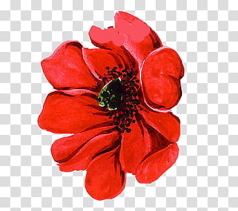 springflower, red poppy flower art transparent background PNG clipart
