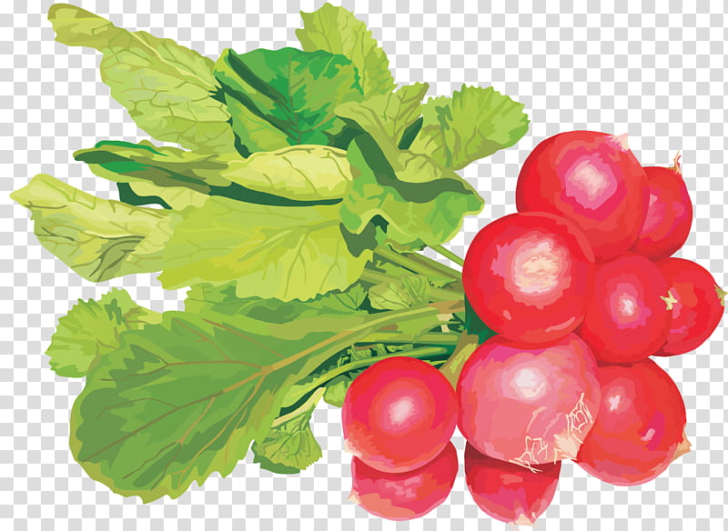 Grape Leaf, Garden Radish, Vegetable, Salad, Fruit, Cucumber, Turnip, Cabbage transparent background PNG clipart