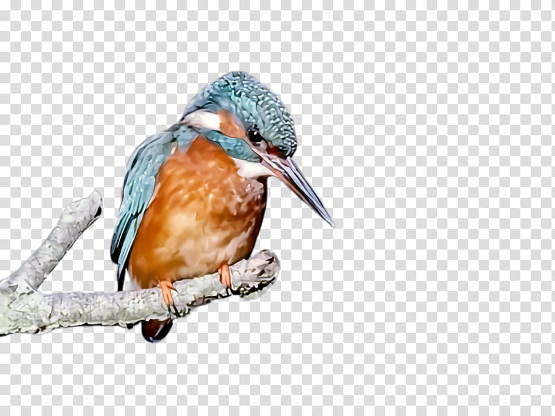 bird beak rufous hummingbird wildlife coraciiformes, Eastern Bluebird transparent background PNG clipart