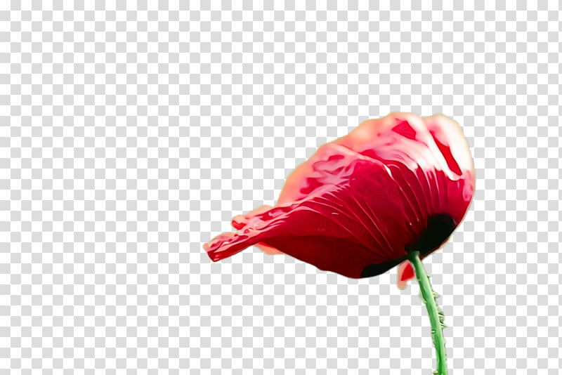 Lily Flower, Poppy Flower, Blossom, Flora, Bloom, Rose Family, Poppy Family, Closeup transparent background PNG clipart