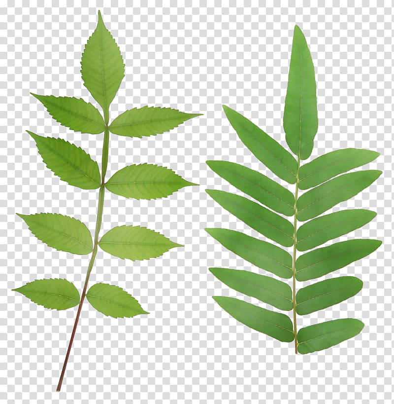 Flower Stem, Plant Stem, Leaf, Plants, Branch, Grasses, Curry Tree, Azadirachta Indica transparent background PNG clipart