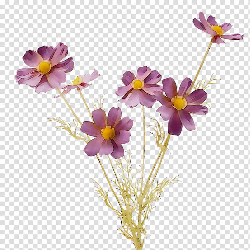 Gift, Garden Cosmos, Paper, Scrapbooking, Cut Flowers, Gift Wrapping, Plants, Square Meter transparent background PNG clipart