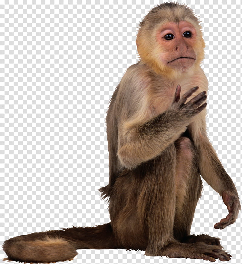 Monkey, Lemurs, Macaque, Old World Monkeys, Ape, Animal, New World Monkeys, Human transparent background PNG clipart