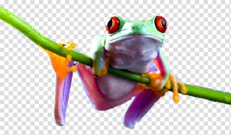Frog, red eyed tree frog on tree branch illustration transparent background PNG clipart
