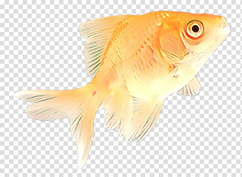 fish fish goldfish fin feeder fish, Tail, Bonyfish transparent background PNG clipart