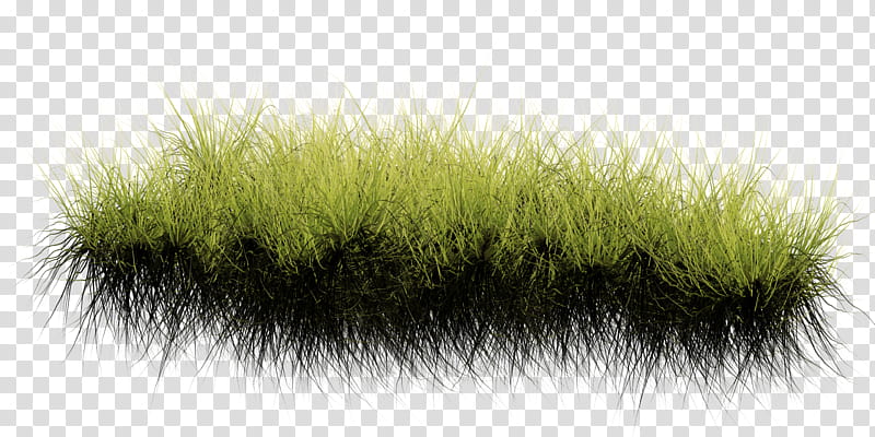 PD Grass, green grass transparent background PNG clipart