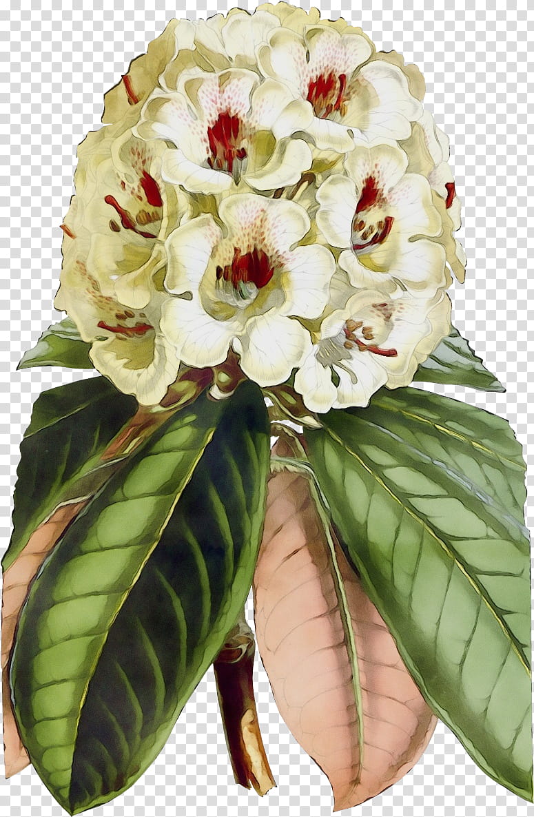 flower plant bouquet leaf petal, Watercolor, Paint, Wet Ink, Cut Flowers, Houseplant, Rhododendron transparent background PNG clipart